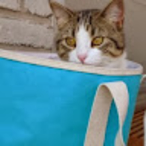 Meet your Posher, Hazel - Picture 1 of 1